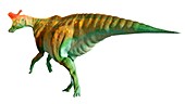 Artwork of the dinosaur Lambeosaurus