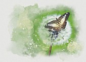 Butterfly landing on a dandelion seedhead, illustration