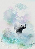 Polar bear, illustration