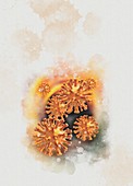 Coronavirus particles, conceptual illustration