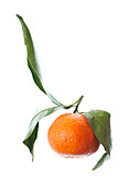 Clementine (Citrus x clementina) citrus fruit hybrid