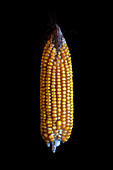 Mature maize (Zea mays) cob