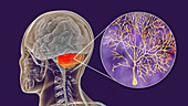 Human cerebellum and Purkinje neurons, illustration