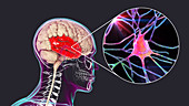 Human temporal lobe and neurons, illustration