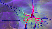 Human brain nerve cells, illustration