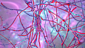 Human brain nerve cells, illustration
