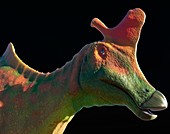 Head of the dinosaur Lambeosaurus