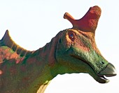 Head of the dinosaur Lambeosaurus