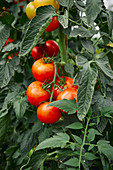 Tomaten am Strauch