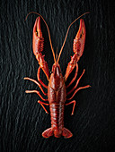 A cooked crayfish on a slate surface