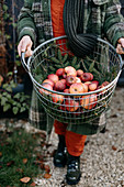 Frau hält Drahtkorb mit frisch geernteten Bio-Äpfeln in den Händen
