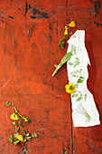 Edible flowers and herbs on a red-brown background