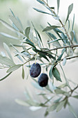 Ripe black olives
