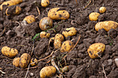Potato harvest