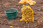 Potato harvest: a basket and potato sack in a field