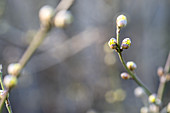 Branches of Cornelian cherry Dogwood