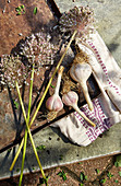 Garlic bulbs and garlic flowers