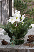 Blossoming Christmas rose wrapped in fir branches