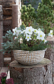 Christmas rose in a basket decorated with branches of Korean fir