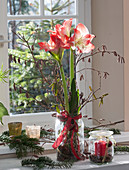 Amaryllis mit Zwiebel ohne Erde im Einmachglas, dekoriert mit Haselzweigen, Tannenzweigen und Windlicht am Fenster