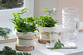 Pots of shield fern and common fern covered with felt