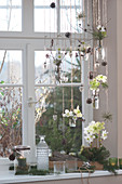 Winterliche Fensterdekoration mit Christrosen und Zweigen in kleinen Flaschen und in Moos im Holzkasten mit Zuckerhutfichten und Rinde