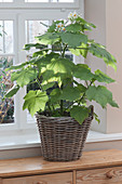 Basket with a lime tree at the window
