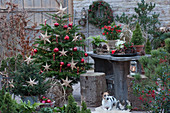 Christmas terrace: Nordmann fir decorated as a Christmas tree with fairy lights, stars, red ornaments and candles, small spruce with fairy lights, Zula the dog