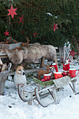 Bench with fur as a seat in front of spruce with red stars, tray with cups and thermos on a sled, dog Zula