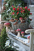 Christmas arrangement with skimmia 'Temptation' in a basket, wooden toadstools, pinecones, and wreath of twigs in the snow on a wooden bench