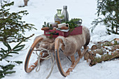 Drawer converted into a tray with cups, thermos, pinecones, and fir branches on a sled with fur to sit on