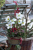 Flowering Christmas rose with red stars, conifer branches and pinecones hung on the back of a chair