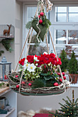 Hanging Christmas decoration with cyclamen, Christmas rose, fir branches and Christmas tree decorations in a wreath of branches