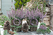 Heather 'Hilda' surrounded with bark, heather wreaths, heather balls and pine cones as decoration