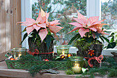 Weihnachtssterne 'Christmas Beauty Cinnamon' weihnachtlich dekoriert mit Rinde, Tannenzweigen und Christbaumschmuck