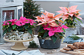 Poinsettias as table decoration in the winter garden on a cake plate with bark, in an old bowl, and in a stew pot