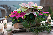 Poinsettias in a baking tin, covered with burlap ribbon, candles on wooden discs, and pine branches