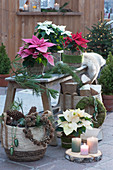 Poinsettias with branches of pine and fir on bench in conservatory