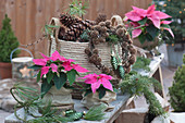 Weihnachtliches Arrangement mit Weihnachtssternen 'Princettia Dark Pink' im Wintergarten