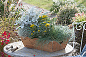 autumn Wooden box planted with: gold-and-silver chrysanthemum, white-felted ragwort 'Winter Whispers', cushion bush, blue fescue 'Easy Blue' and curry kraut 'Silberzapfen'