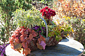 Basket with autumn plants: coral bells 'Amber Lady', milkweed 'Ascot Rainbow', cyclamen, Abelia 'Kaleidoscope', horned violet, and sedge 'Evercream'