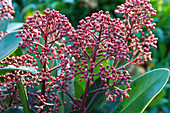 Buds of the flowering skimmia