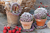 Wreaths and balls of bud heather in clay pots in hoarfrost, sprig of ornamental apple