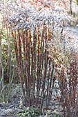 Wilted goldenrod and autumn aster with hoarfrost