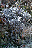 Faded autumn asters with hoarfrost