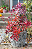 Perückenstrauch mit leuchtender Herbstfarbe im Korb