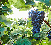 Rote Weintrauben am Rebstock mit Gegenlicht