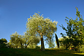 Italienische Olivenbäume