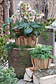 Snow lily HCG 'Maestro' with fir branches and pinecones on a tree trunk, polypody on firewood in pots with wood paneling