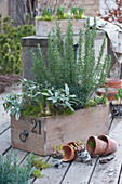 Drawer used as a planter box with rosemary, sage, hebe, and grape hyacinths